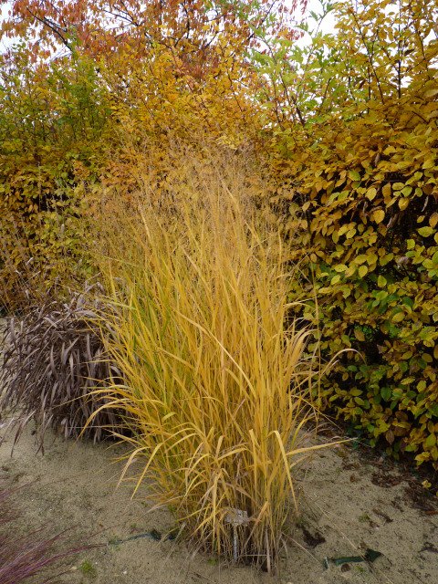Panicum virgatum automne